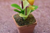 Miniature parts Potted Orchid [ORP3] (1/12 scale)