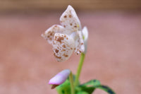 Miniature parts Potted Orchid [ORP4] (1/12 scale)