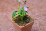 Miniature parts Potted Orchid [ORP4] (1/12 scale)