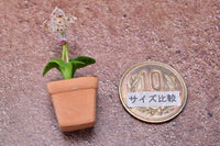 Miniature parts Potted Orchid [ORP4] (1/12 scale)