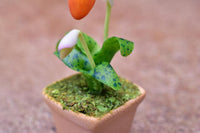 Miniature parts Potted Orchid [ORP6] (1/12 scale)