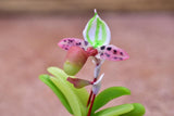 Miniature parts Potted Orchid [ORP7] (1/12 scale)