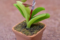 Miniature parts Potted Orchid [ORP7] (1/12 scale)