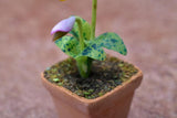 Miniature parts Potted Orchid [ORP8] (1/12 scale)