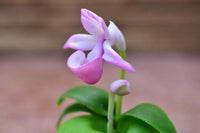 Miniature parts Potted Orchid [ORP9] (1/12 scale)