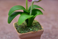 Miniature parts Potted Orchid [ORP9] (1/12 scale)