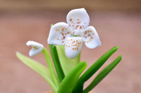 Miniature parts Potted Orchid [ORP10] (1/12 scale)