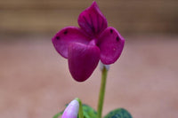 Miniature parts Potted Orchid [ORP11] (1/12 scale)