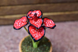 Miniature parts Potted foliage plant [PNL3] (1/12 scale)