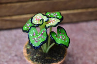 Miniature parts Potted foliage plant [PNL4] (1/12 scale)