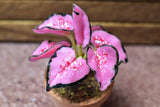 Miniature parts Potted foliage plant [PNL9] (1/12 scale)