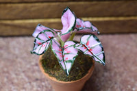 Miniature parts Potted foliage plant [PNL10] (1/12 scale)