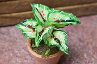 Miniature parts Potted foliage plant [PNL11] (1/12 scale)