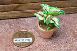 Miniature parts Potted foliage plant [PNL11] (1/12 scale)