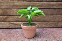 Miniature parts Potted foliage plant [PNL12] (1/12 scale)