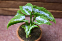 Miniature parts Potted foliage plant [PNL12] (1/12 scale)