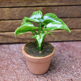 Miniature parts Potted foliage plant [PNL12] (1/12 scale)