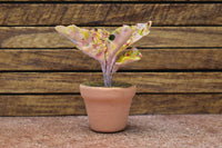 Miniature parts Potted foliage plant [PNL13] (1/12 scale)