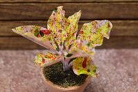 Miniature parts Potted foliage plant [PNL13] (1/12 scale)