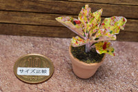 Miniature parts Potted foliage plant [PNL13] (1/12 scale)