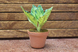 Miniature parts Potted foliage plant [PNL14] (1/12 scale)