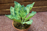 Miniature parts Potted foliage plant [PNL14] (1/12 scale)