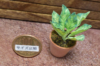 Miniature parts Potted foliage plant [PNL14] (1/12 scale)