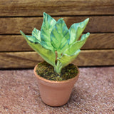 Miniature parts Potted foliage plant [PNL14] (1/12 scale)