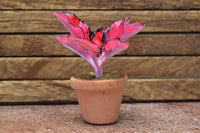 Miniature parts Potted foliage plant [PNL15] (1/12 scale)