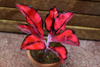 Miniature parts Potted foliage plant [PNL15] (1/12 scale)