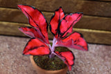 Miniature parts Potted foliage plant [PNL15] (1/12 scale)