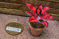 Miniature parts Potted foliage plant [PNL15] (1/12 scale)