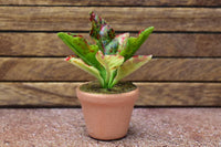 Miniature parts Potted foliage plant [PNL16] (1/12 scale)