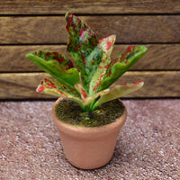 Miniature parts Potted foliage plant [PNL16] (1/12 scale)