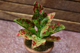 Miniature parts Potted foliage plant [PNL16] (1/12 scale)