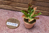 Miniature parts Potted foliage plant [PNL16] (1/12 scale)