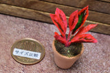 Miniature parts Potted foliage plant [PNL17] (1/12 scale)