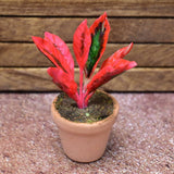 Miniature parts Potted foliage plant [PNL17] (1/12 scale)