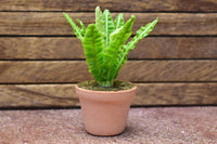 Miniature parts Potted foliage plant [PNL18] (1/12 scale)