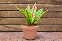 Miniature parts Potted foliage plant [PNL19] (1/12 scale)