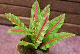 Miniature parts Potted foliage plant [PNL19] (1/12 scale)