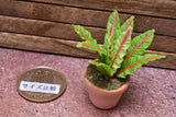 Miniature parts Potted foliage plant [PNL19] (1/12 scale)