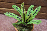 Miniature parts Potted foliage plant [PNL20] (1/12 scale)