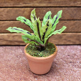 Miniature parts Potted foliage plant [PNL20] (1/12 scale)