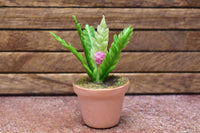 Miniature parts Potted foliage plant [PNL21] (1/12 scale)