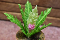 Miniature parts Potted foliage plant [PNL21] (1/12 scale)