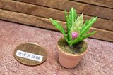 Miniature parts Potted foliage plant [PNL21] (1/12 scale)