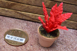 Miniature parts Potted foliage plant [PNL22] (1/12 scale)