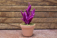 Miniature parts Potted foliage plant [PNL24] (1/12 scale)