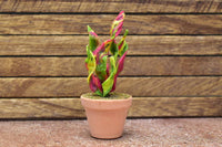 Miniature parts Potted foliage plant [PNL25] (1/12 scale)